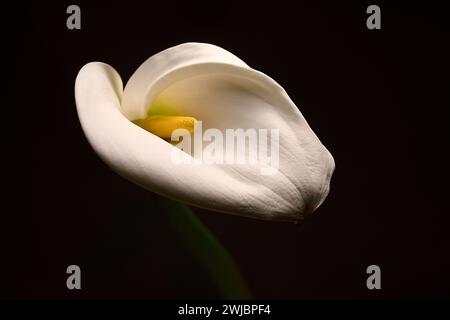 Fleurs de lis de calla délicates blanches sur fond noir, carte de condoléances de fleur de lis de mort, image de concept funéraire Banque D'Images