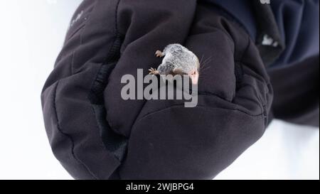 Une musaraignée à dents blanches, Crocidura suaveolens, tenue dans des gants de ski Banque D'Images