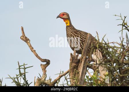 Sauvagine à cou jaune (Pternistis leucoscepus) Banque D'Images