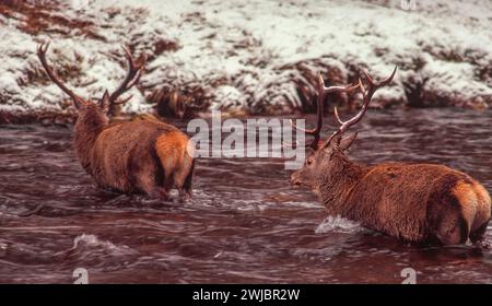 Cerf rouge Cervus elaphus deux cerfs pataugant à travers une rivière en hiver Cairngorms Écosse Banque D'Images