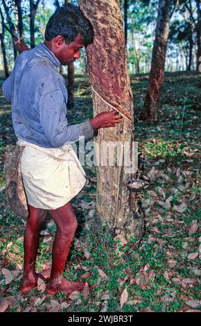 Tapeur d'arbre en caoutchouc Sri Lanka coupant de nouvelles rainures dans le tronc de l'arbre pour permettre l'écoulement du latex dans le bol Banque D'Images
