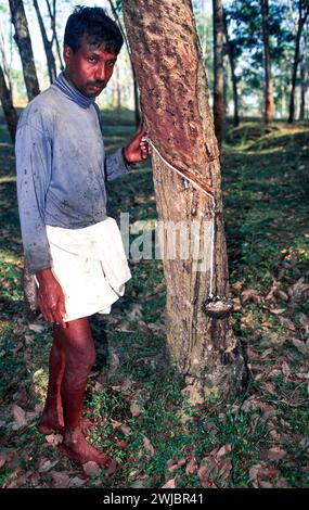 Taper arbre en caoutchouc latex blanc Sri Lanka du tronc coupé recueillant dans une coquille de noix de coco Banque D'Images