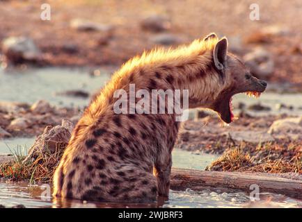 Hyène tachetée Crocuta crocuta assis dans une piscine et montrant ses dents Etosha Namibia Banque D'Images