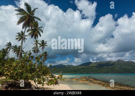 Cocotiers et un arbre de colza sur la plage de Rincon sur la côte nord de la péninsule de Samana en République dominicaine. Banque D'Images