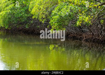 Forêt de mangrove rouge, Rhizophora mangle, dans les marais salants marécageux dans le parc national de Monte Cristi, République dominicaine. Banque D'Images