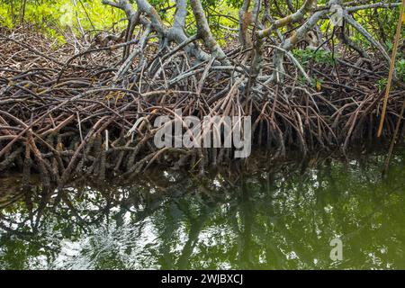 Racines porteuses aériennes de la mangrove rouge, Rhizophora mangle, dans un marais salé marécageux dans le parc national de Monte Cristi, République dominicaine. Banque D'Images