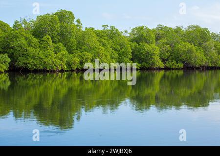 Forêt de mangrove rouge, Rhizophora mangle, dans les marais salants marécageux dans le parc national de Monte Cristi, République dominicaine. Banque D'Images