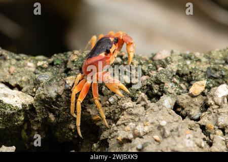 Un crabe terrestre à dos noir, Gecarcinus lateralis, sur un mur près de la plage de Juan Dolio, République dominicaine. Banque D'Images