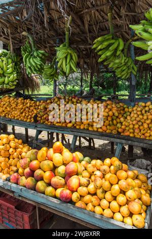 Mangues et bananes en vente dans un kiosque de fruits en bordure de route à Bani, République dominicaine. Banque D'Images