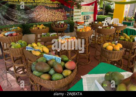 Une exposition de différentes variétés de mangues à la Bani Mango Expo à Bani, République Dominicaine. Banque D'Images