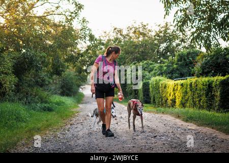 Promenade de chien à l'extérieur. Femme propriétaire d'animal de compagnie avec ses lévriers faisant la formation d'obéissance Banque D'Images