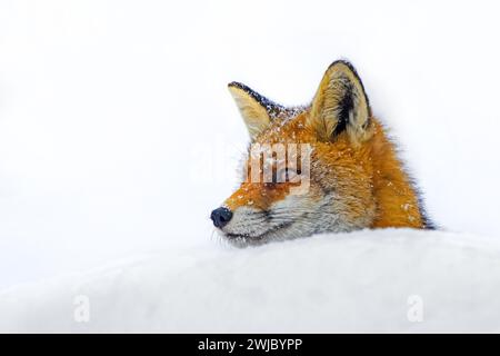 Renard roux (Vulpes vulpes) gros plan portrait de la tête dans la neige en hiver Banque D'Images