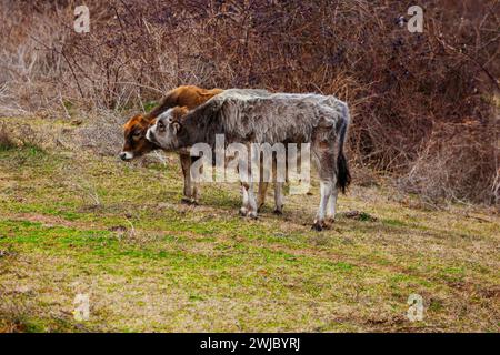 Jeunes beefs mignons sur la prairie dans la campagne, animaux de la ferme Banque D'Images