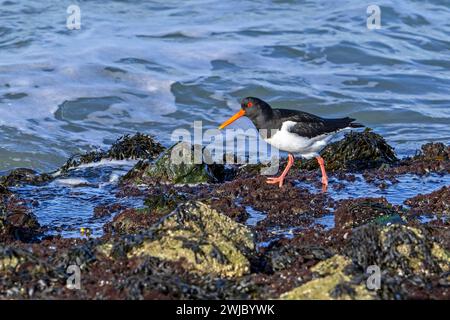 Oystercatcher à pied commun / Oystercatcher eurasien (Haematopus ostralegus) se nourrissant parmi les roches sur la rive rocheuse le long de la côte de la mer du Nord en hiver Banque D'Images