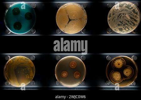 Différents types de bactéries, moisissures et champignons dans les boîtes de Petri Banque D'Images