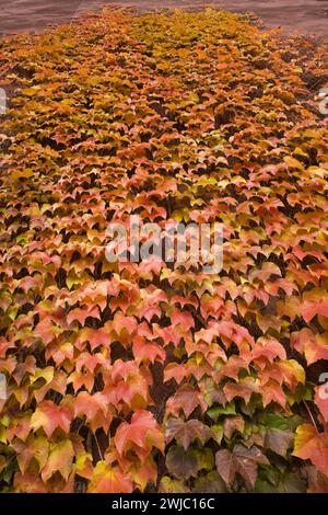 Escalade Hedera Helix - Ivy anglais sur le mur extérieur du bâtiment en automne. Banque D'Images