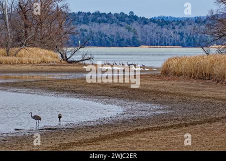 Des grues de sable se nourrissent sur la plage boueuse et un groupe de pélicans blancs assis ensemble se reposant au refuge faunique Hiwassee en hiver dans le Tennessee Banque D'Images