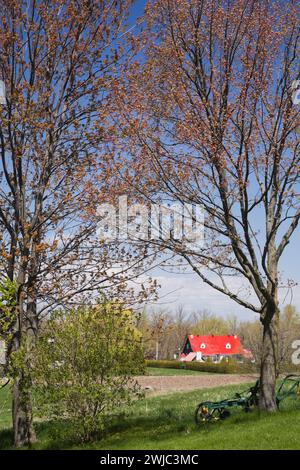 Vieille charrue manuelle peinte en vert de fer forgé à côté de l'arbre et maison canadienne rouge en arrière-plan au printemps. Banque D'Images