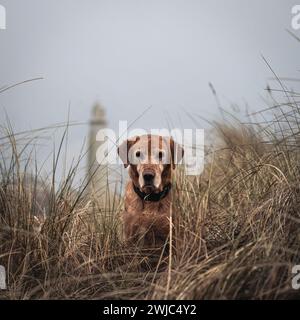 Un vieux renard roux labrador assis face à la caméra devant le phare de St Marys Whitley Bay par une journée brumeuse Banque D'Images