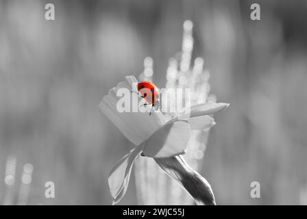 Petite coccinelle rouge sur un fond gris. Banque D'Images