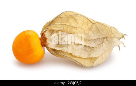 chemin de cerisier d'hiver physalis isolé sur blanc Banque D'Images