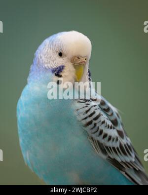 Perruche bleue colorée (Melopsittacus undulatus) gros plan portrait Banque D'Images