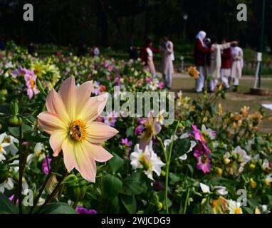 New Delhi, Inde. 14 février 2024. NEW DELHI, INDE -14 FÉVRIER : les visiteurs profitent de la saison printanière avec des fleurs en pleine floraison au Lodhi Garden, le 14 février 2024 à New Delhi, Inde. Organisé par la New Delhi Municipal Corporation (NDMC), le Festival des tulipes de 12 jours à Delhi a débuté le 10 février et se terminera le 21 février 2024. Avec plus de 2 00 000 bulbes de tulipes en fleurs, les visiteurs peuvent régaler leurs yeux sur 80 000 tulipes qui bordent le chemin Shanti. (Photo de Vipin Kumar/Hindustan Times/Sipa USA ) crédit : Sipa USA/Alamy Live News Banque D'Images