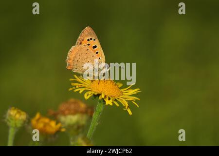 Petit cuivre (Lycaena phlaeas), se nourrissant, assis sur une fleur jaune, Rhénanie-Palatinat, Allemagne Banque D'Images