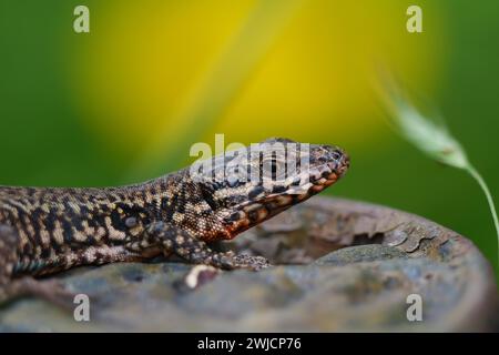 Lézard commun (Podarcis muralis), lézard européen, mâle assis sur un morceau de métal rouillé, Rhénanie-Palatinat, Allemagne Banque D'Images