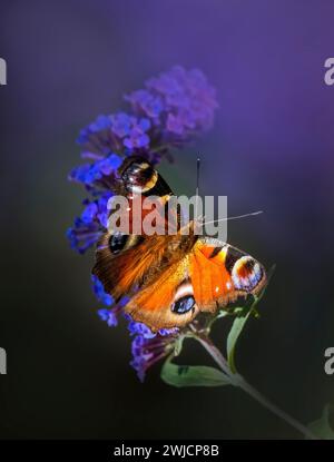 Paon européen (Aglais io), assis sur le lilas d'été violet (Buddleja davidii), Rhénanie-Palatinat, Allemagne Banque D'Images