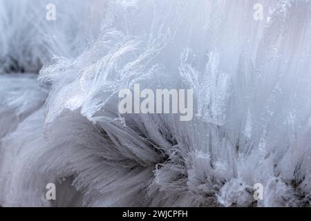 Riz pileux sur bois mort, Liederbach, close up, Dillendorf, Rhénanie-Palatinat, Allemagne Banque D'Images