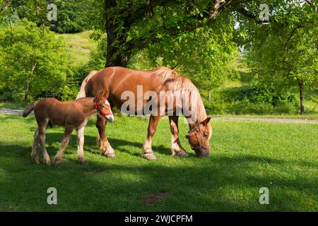 Un cheval de baie et un poulain qui paissent paisiblement dans un pâturage ensoleillé à côté d'un arbre, poulain et barrage, Nucet, Bihor, région de Kreisch, Roumanie Banque D'Images