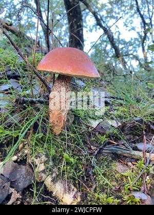 Bolete orangé de bouleau (Leccinum versipelle) dans une forêt de bouleaux clairsemée, un excellent champignon comestible, Blabjerg, brouillard de Norre, région Syddanmark, Danemark Banque D'Images