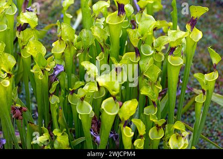 Usine de tuyaux jaunes (Sarracenia flava), jardin botanique, Erlangen, moyenne Franconie, Bavière, Allemagne Banque D'Images