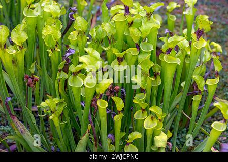 Usine de tuyaux jaunes (Sarracenia flava), jardin botanique, Erlangen, moyenne Franconie, Bavière, Allemagne Banque D'Images