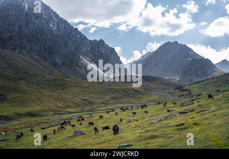 Vaches dans une vallée de montagne dans les montagnes de Tien Shan, près d'Altyn Arashan, Kirghizistan, Asie Banque D'Images