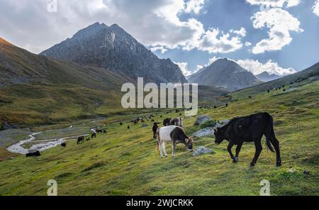 Vaches dans une vallée de montagne dans les montagnes de Tien Shan, près d'Altyn Arashan, Kirghizistan Banque D'Images