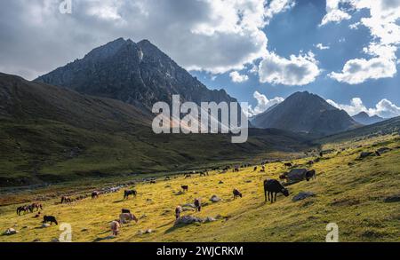 Vaches dans une vallée de montagne dans les montagnes de Tien Shan, près d'Altyn Arashan, Kirghizistan, Asie Banque D'Images