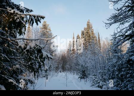 Paysage. Forêt d'hiver par une journée ensoleillée glaciale. Les arbres sont recouverts d'une épaisse couche de neige. Banque D'Images