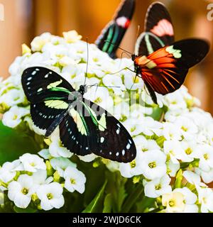 Macro de laparus doris, Doris Longwing papillon, sur une journée d'été ensoleillée laparus doris Banque D'Images