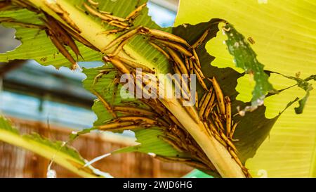 Macro de Caligo, chenilles papillon banane, sur une journée d'été ensoleillée raupen bananenfalter Banque D'Images
