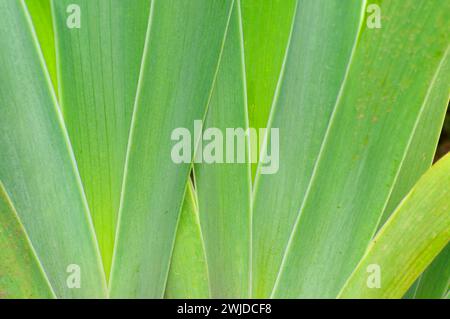 Feuilles d'iris, jardins d'iris Schreiners, Keizer, Oregon Banque D'Images