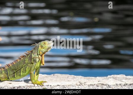 Iguane vert à côté de l'eau à un quai de Floride du Sud. Banque D'Images