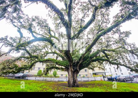 Savannah, GA, États-Unis - 12-26-2023, Old Candler Oak local attraction tree in Savannah Georgia centre-ville Banque D'Images