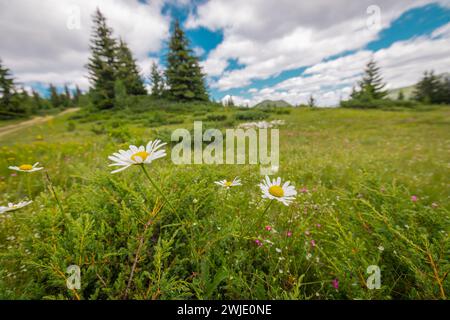 Vue de Cakor, col de montagne routier à Prokletije, à la frontière du Monténégro et du Kosovo. Pâturages de luch vert avec quelques fleurs au premier plan, loupe Banque D'Images