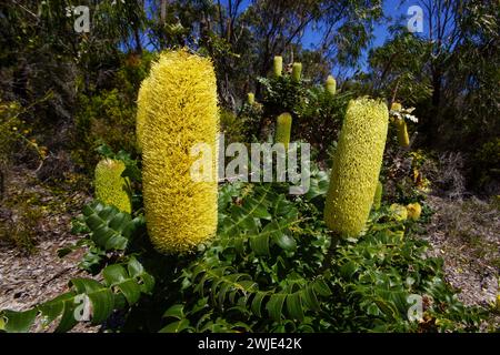 Bull Banksia (Banksia grandis) avec des épis de fleurs jaunes et des feuilles en dents de scie, dans un habitat naturel, Australie occidentale Banque D'Images