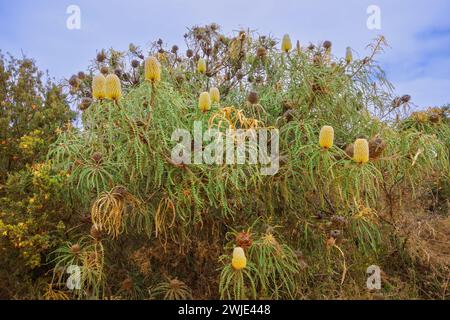 Arbuste banksia (Banksia speciosa) avec plusieurs fleurs dans un habitat naturel, Australie occidentale Banque D'Images