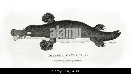 Fine gravure de 1809 d'ornithorhynchus anatinus (Ornithorhynchus anatinus) à bec de canard, vue d'en haut avec pieds palmés et bec, hachures de croix détaillées sur blanc Banque D'Images