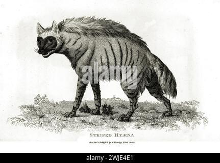 Fine gravure de 1809 de la Hyena rayée (Hyaena hyaena), montrée à mi-marche avec la tête tournée, sur une base botanique détaillée se décolorant en fond blanc. Banque D'Images