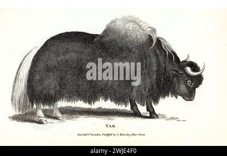 Ancienne illustration gravée de Yak. Créé par George Shaw, publié dans Zoological lectures, Londres, 1809. Banque D'Images